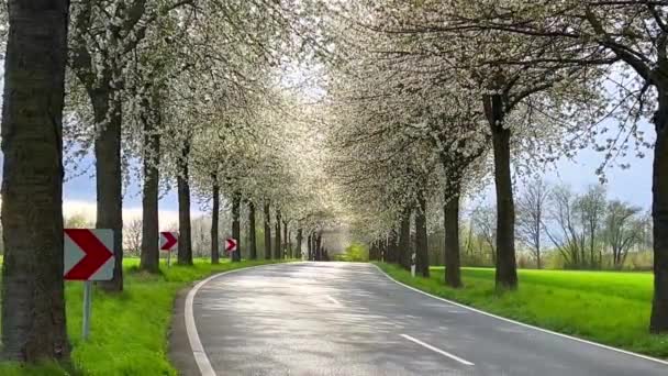春光明媚的山路间 是樱花盛开的小巷 德国农村 — 图库视频影像