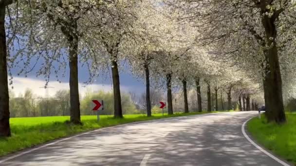 Paisaje Primavera Camino Entre Floreciente Callejón Cerezos Alemania Campo — Vídeos de Stock