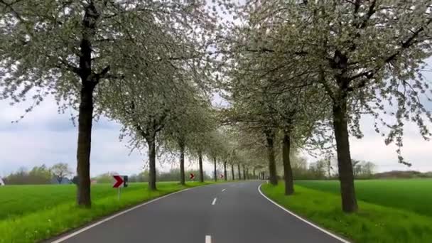 Jarní Krajina Cesta Mezi Kvetoucí Třešňovou Uličkou Německo Venkov — Stock video