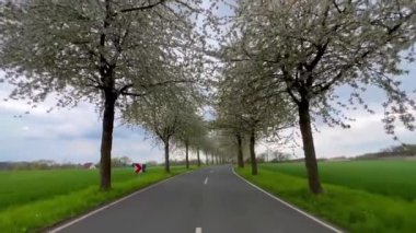 Bahar manzarası çiçek açan kiraz sokağının arasında bir yol. Almanya kırsal kesimi