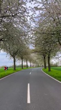 Bahar manzarası çiçek açan kiraz sokağının arasında bir yol. Almanya kırsalında. Dikey video. 