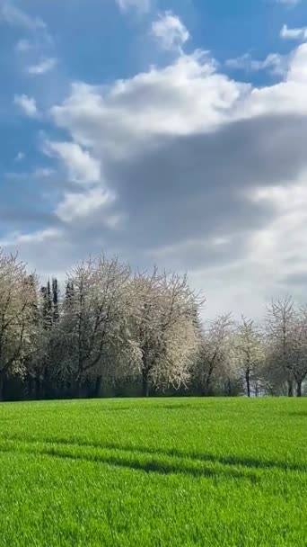 Wiosenny Krajobraz Droga Wśród Kwitnącej Alei Wiśni Wieś Niemczech Pionowe — Wideo stockowe