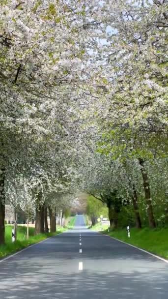 春の風景 桜の路地の間の道 ドイツの田舎 バーティカルビデオ — ストック動画