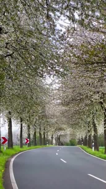 Frühlingslandschaft Eine Straße Zwischen Blühenden Kirschbäumen Deutschland Vertikales Video — Stockvideo