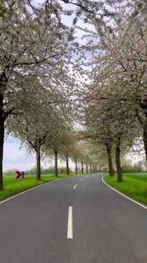 Bahar manzarası çiçek açan kiraz sokağının arasında bir yol. Almanya kırsalında. Dikey video. 
