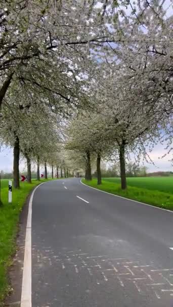 Frühlingslandschaft Eine Straße Zwischen Blühenden Kirschbäumen Deutschland Vertikales Video — Stockvideo