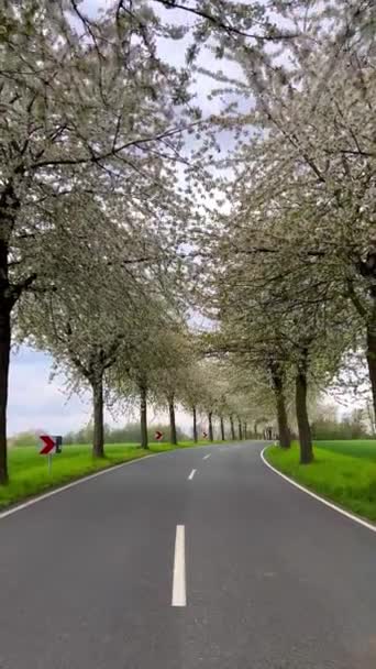 春光明媚的山路间 是樱花盛开的小巷 德国农村 垂直录像 — 图库视频影像