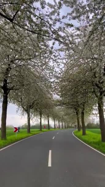 春の風景 桜の路地の間の道 ドイツの田舎 バーティカルビデオ — ストック動画