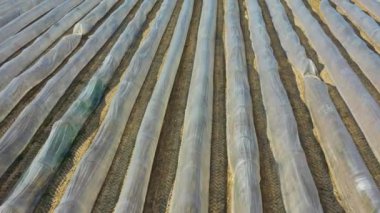 Alman kırsalındaki kuşkonmaz tarlalarının ve sarı kolza tohumu tarlalarının insansız hava aracı görüntüsü. Yüksek kalite 4k görüntü