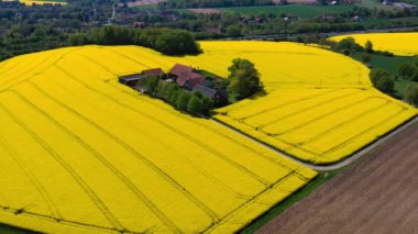 Alman kırsalındaki sarı kolza tohumu tarlalarının hava aracı görüntüsü. Yüksek kalite 4k görüntü