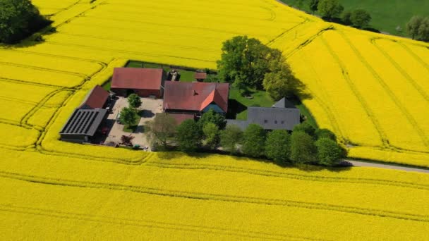 Alman Kırsalındaki Sarı Kolza Tohumu Tarlalarının Hava Aracı Görüntüsü Yüksek — Stok video