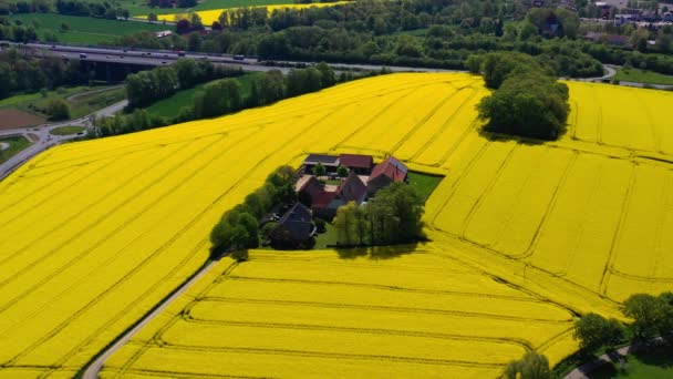ドイツの田舎の黄色い強姦された畑の空中ドローンビュー 高品質の4K映像 — ストック動画