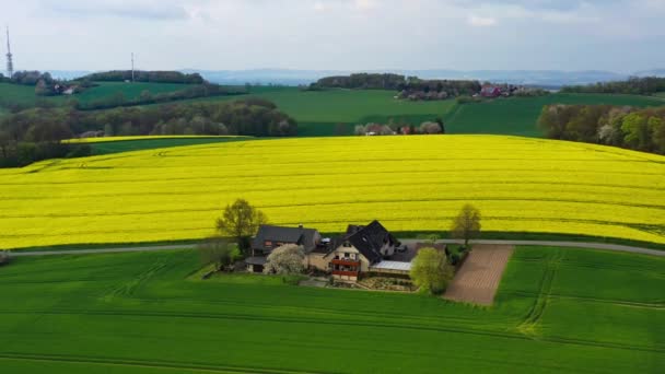 Luchtdrone Zicht Gele Koolzaadvelden Het Duitse Platteland Hoge Kwaliteit Beeldmateriaal — Stockvideo