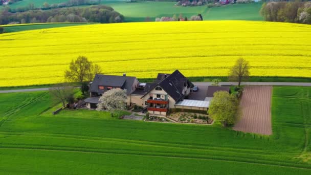 Luchtdrone Zicht Gele Koolzaadvelden Het Duitse Platteland Hoge Kwaliteit Beeldmateriaal — Stockvideo