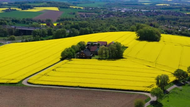 Alman Kırsalındaki Sarı Kolza Tohumu Tarlalarının Hava Aracı Görüntüsü Yüksek — Stok video