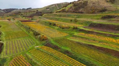Sonbahar günbatımında şarap üreten üzüm terasları için hava aracı manzaralı vadi bağları. Güney Almanya şarap bölgesi. Yüksek kalite 4k görüntü