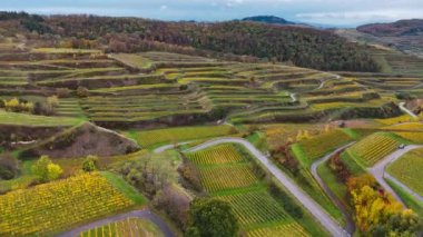 Sonbahar günbatımında şarap üreten üzüm terasları için hava aracı manzaralı vadi bağları. Güney Almanya şarap bölgesi. Yüksek kalite 4k görüntü