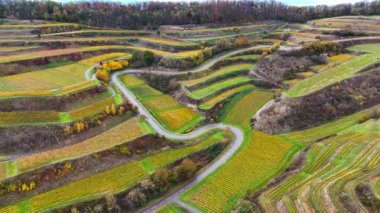 Sonbahar günbatımında şarap üreten üzüm terasları için hava aracı manzaralı vadi bağları. Güney Almanya şarap bölgesi. Yüksek kalite 4k görüntü