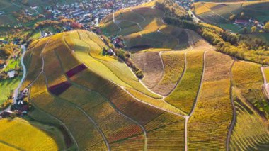 Sonbahar günbatımında şarap üreten üzüm terasları için hava aracı manzaralı vadi bağları. Güney Almanya şarap bölgesi. Yüksek kalite 4k görüntü