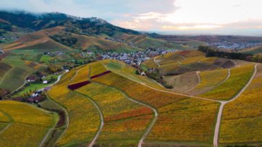 Sonbahar günbatımında şarap üreten üzüm terasları için hava aracı manzaralı vadi bağları. Güney Almanya şarap bölgesi. Yüksek kalite 4k görüntü