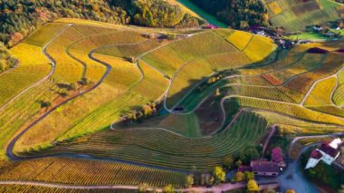 Sonbahar günbatımında şarap üreten üzüm terasları için hava aracı manzaralı vadi bağları. Güney Almanya şarap bölgesi. Yüksek kalite 4k görüntü
