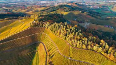 Sonbahar günbatımında şarap üreten üzüm terasları için hava aracı manzaralı vadi bağları. Güney Almanya şarap bölgesi. Yüksek kalite 4k görüntü