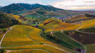 Sonbahar günbatımında şarap üreten üzüm terasları için hava aracı manzaralı vadi bağları. Güney Almanya şarap bölgesi. Yüksek kalite 4k görüntü
