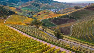 Sonbahar günbatımında şarap üreten üzüm terasları için hava aracı manzaralı vadi bağları. Güney Almanya şarap bölgesi. Yüksek kalite 4k görüntü