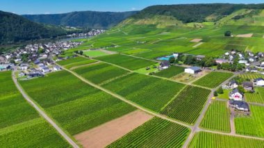 Üzüm bağı teraslarının hava aracı görüntüsü. Mosel Vadisi şarap bölgesi Almanya. Yüksek kalite 4k görüntü