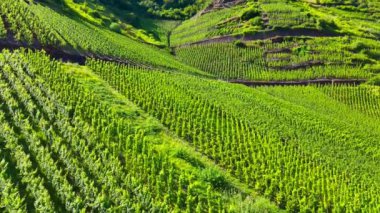 Üzüm bağı teraslarının hava aracı görüntüsü. Mosel Vadisi şarap bölgesi Almanya. Yüksek kalite 4k görüntü
