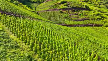 Üzüm bağı teraslarının hava aracı görüntüsü. Mosel Vadisi şarap bölgesi Almanya. Yüksek kalite 4k görüntü