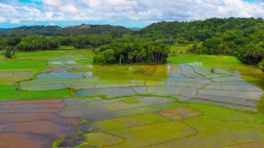 Hava aracı görüntüsü Chocolate Hills ve Rice Terraces Bohol Adası, Filipinler. Yüksek kalite 4k görüntü