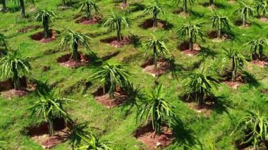 Pitaya ile kaktüs çiftliğinin hava drone görüntüsü - Filipinler, Bohol adasındaki bir tepede ejderha meyvesi. Yüksek kalite 4k görüntü