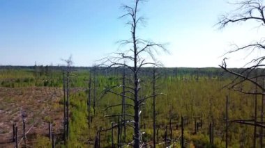 Turba bataklığında yanan bir ormanın üzerinde büyüyen genç ağaçların hava aracı görüntüsü. Orman yangını sonrası. Yüksek kalite 4k görüntü