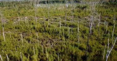 Turba bataklığında yanan bir ormanın üzerinde büyüyen genç ağaçların hava aracı görüntüsü. Orman yangını sonrası. Yüksek kalite 4k görüntü