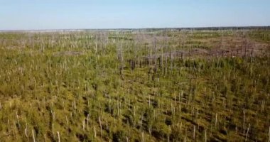 Turba bataklığında yanan bir ormanın üzerinde büyüyen genç ağaçların hava aracı görüntüsü. Orman yangını sonrası. Yüksek kalite 4k görüntü