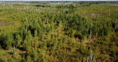 Turba bataklığında yanan bir ormanın üzerinde büyüyen genç ağaçların hava aracı görüntüsü. Orman yangını sonrası. Yüksek kalite 4k görüntü