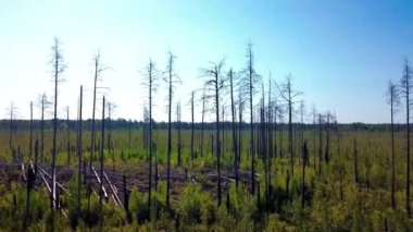 Turba bataklığında yanan bir ormanın üzerinde büyüyen genç ağaçların hava aracı görüntüsü. Orman yangını sonrası. Yüksek kalite 4k görüntü
