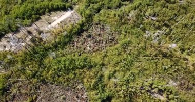 Turba bataklığında yanan bir ormanın üzerinde büyüyen genç ağaçların hava aracı görüntüsü. Orman yangını sonrası. Yüksek kalite 4k görüntü