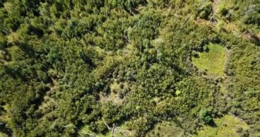 Turba bataklığında yanan bir ormanın üzerinde büyüyen genç ağaçların hava aracı görüntüsü. Orman yangını sonrası. Yüksek kalite 4k görüntü