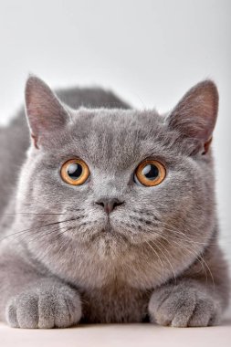 close-up portrait of british gray cat on white background sits quietly and looks with interest. purebred pet cat for advertising feed. serious confident pet