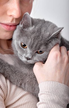 Kesilmiş şehvetli bir kadının, korkmuş gri İngiliz kedisini kameraya birlikte poz verdirdiği yakın plan portresi. Gündelik gömlekli güzel bir bayan kediye, hayvanlara ve insanlara sarılıyor.