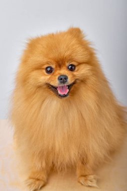 Portrait of beautiful cute brown red Pomeranian Spitz dog, happy positive cheerful puppy posing at camera on white studio background. Lovely pet, small playful smiling adorable doggy