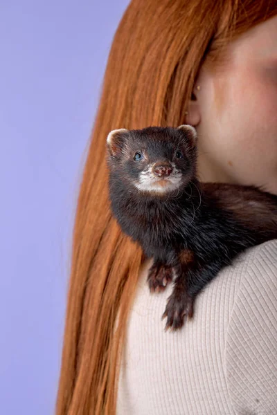 cute funny domestic pet ferret on owners shoulders, exploring everything around.Woman and domestic pet concept. close-up shot. cropped redhead woman side view
