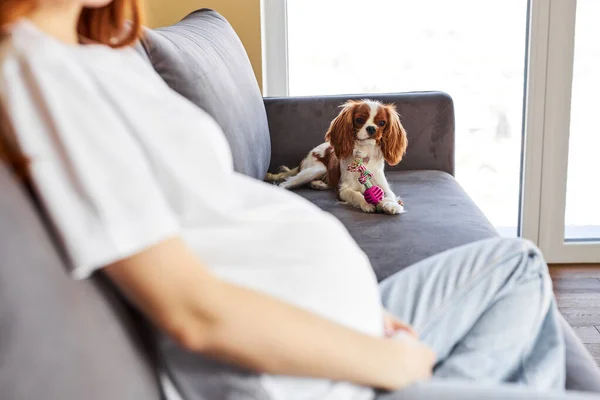 Cute puppy sit on sofa looking at pregnant female owner want to play. King Charles spaniel breed. focus on dog. at home indoors. lifestyle, animals, people, pregnancy