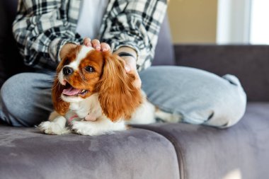 happy king spaniel lying on sofa relaxed, cropped female owner stroking loving pet, cute beautiful dog is enjoying getting love by owner, at home in domestic atmosphere. animals, lifestyle