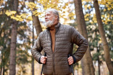 Senior gray bearded man with nordic walking poles in colorful autumn park, walking. Healthy life concept. Old caucasian european male doing exercise outdoors, in contemplation of nature around.