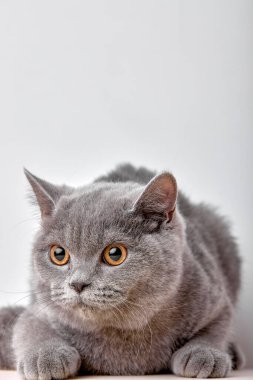 portrait of british gray cat on white background sits quietly and looks with interest. purebred pet cat for advertising feed. serious confident pet close up.
