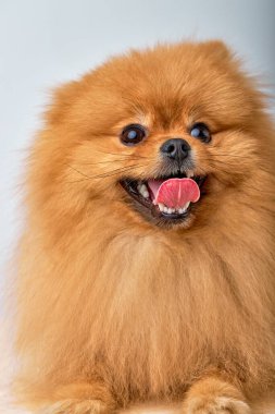 Pomeranya tükürüğü. Beyaz arka planda izole edilmiş küçük kahverengi Pomeranya tükürüğü portresi, kopyalama alanı. Küçük evcil köpek ilgiyle bakıyor. kopyalama alanı. hayvanlar, hayvanlar konsepti