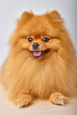 Joyful beautiful pomeranian with brown red wool fur over isolated background. Portrait of purebred spitz dog having rest, fun. domestic animals, pets concept with copy space